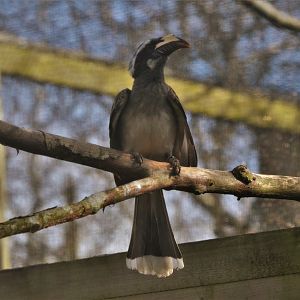 African Grey Hornbill at Twycross, 11/02/18