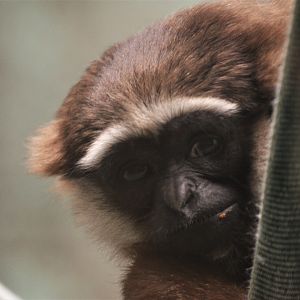 Agile Gibbon at Twycross, 11/02/18