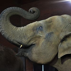 Asian Elephant at Twycross, 11/02/18