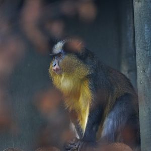 Crowned Guenon at Twycross, 11/02/18