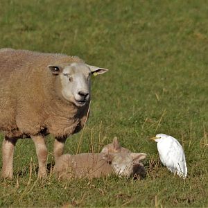 Sheep Egret at Newton Solney, 11/02/18