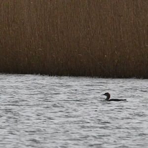 Black-throated Diver at Albert Village Lake, 11/02/18