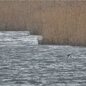 Black-throated Diver at Albert Village Lake, 11/02/18