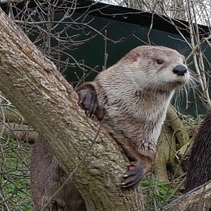 Canadian otter
