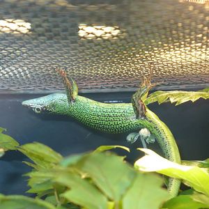 Emerald tree skink
