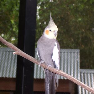 Cockatiel