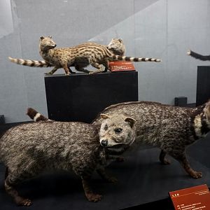 Large Indian civet