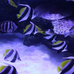 Bannerfish and Sailfin tang