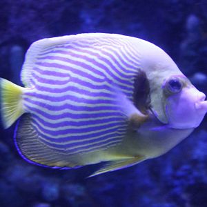 Emperor angelfish