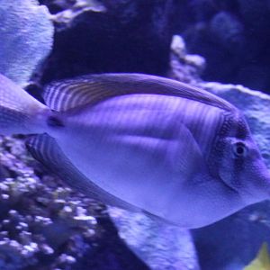 Indian sailfin tang