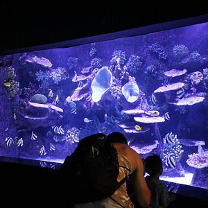 Indian Ocean Aquarium