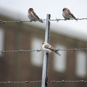 Arctic redpoll, Acanthis hornemanni exilipes