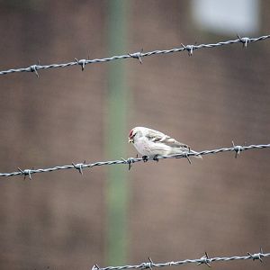 Arctic redpoll, Acanthis hornemanni exilipes