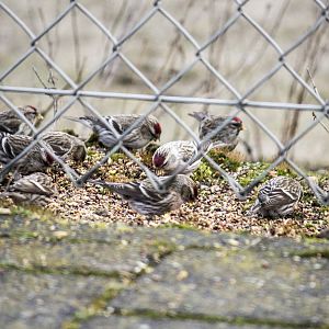 Arctic redpoll, Acanthis hornemanni exilipes