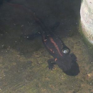 red-tailed knobby newt (Tylototriton kweichowensis)