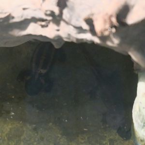 red-tailed knobby newt (Tylototriton kweichowensis)