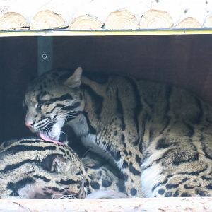 clouded leopards