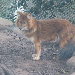 dhole