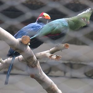 violet turaco and Knysna turaco