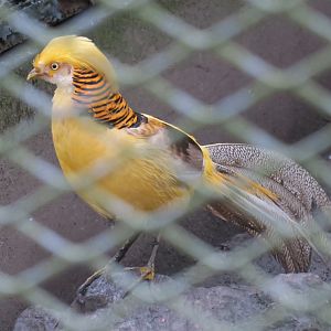 golden pheasant
