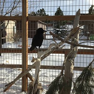 Raven_in_snow[1]