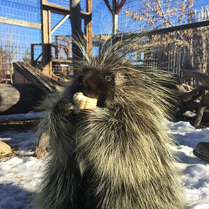 Sidney_eating_corn_copy[1]