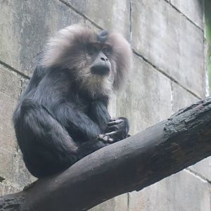lion-tailed macaque