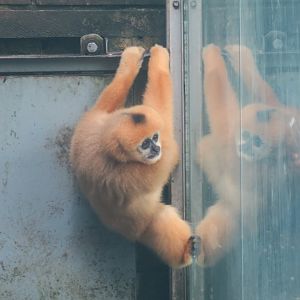 northern white-cheeked gibbon (Nomascus leucogenys)