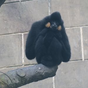 northern buffed-cheeked gibbon (Nomascus annamensis)