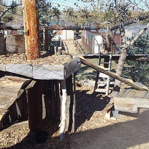 Red fox enclosure