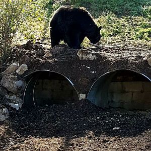 American black bear "Winnie"