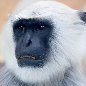 Grey langur; London Zoo; 11th February 2018