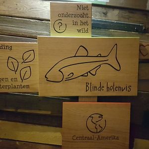 Sign Blind cave-fish