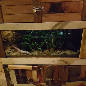 Axolotl-enclosure