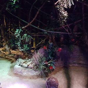 View in Nocturnal House