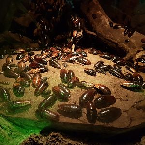 A lot of cockroaches