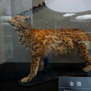 Asiatic golden cat（Speckled）
