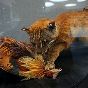 Asiatic golden cat（Golden-brown）