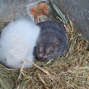 hoary bamboo rat (Rhizomys pruinosus)