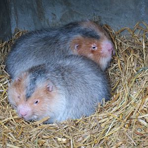 large bamboo rat (Rhizomys sumatrensis)