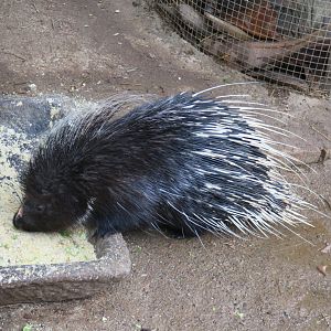 Himalayan porcupine (Hystrix brachyura)