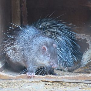Asiatic brush-tailed porcupine (Atherurus macrourus)