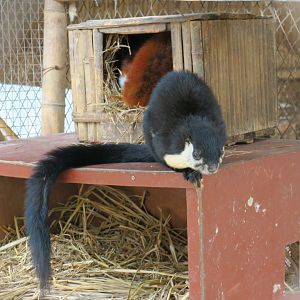 black giant squirrel (Ratufa bicolor) & red and white giant flying squirrel (Petaurista alborufus)