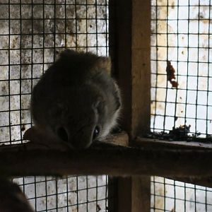 Siberian flying squirrel (Pteromys volans)