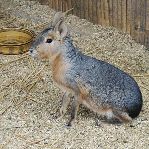 Patagonian mara (Dolichotis patagonum)