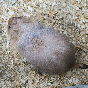 black-tailed prairie dog (Cynomys ludovicianus)