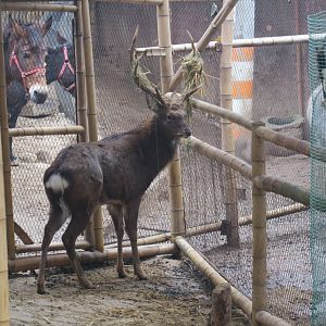 sika deer