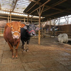 cattle, buffalo and yak