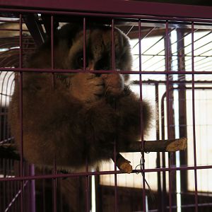 Bengal slow loris (Nycticebus bengalensis)