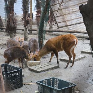 Reeves's muntjac and Indian muntjac